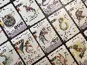 Wyrmspan_Dragon_Academy_Dragon_Cards_2.webp