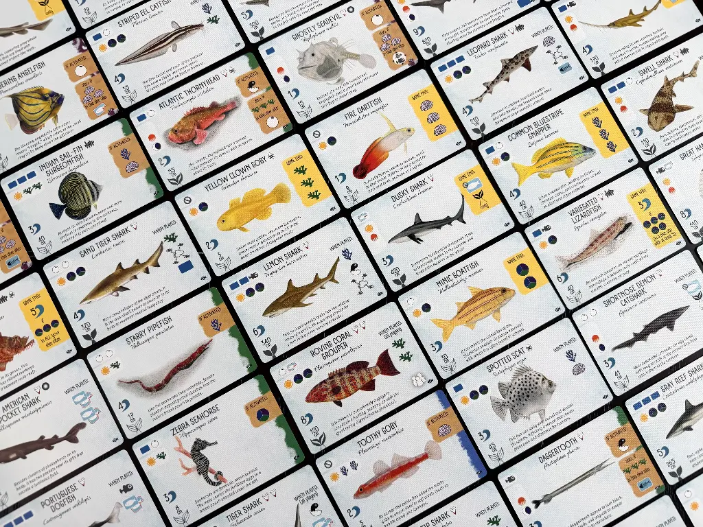 Finspan_Sharks_and_Reefs_Cards_1.webp
